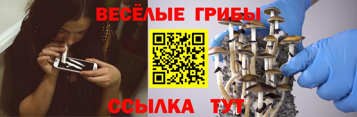 Саратов  Псилоцибиновые грибы GOLDEN TEACHER  Вход с VPN  Псилоцибиновые грибы Psilocybine cubensis 